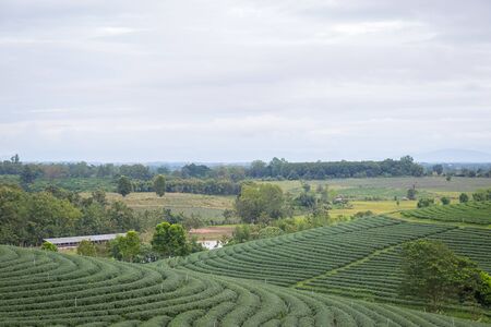 Organic tea plantation  backgroundの写真素材