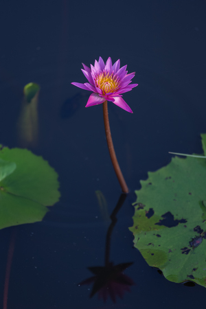 Pink lotus flower blooming in the pondの写真素材