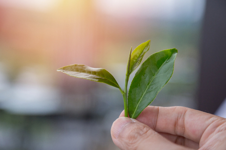 Fresh tea leaves in the hand backgroundの写真素材