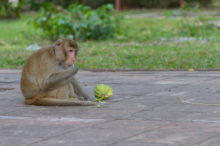 monkey  eating fruit and looking around