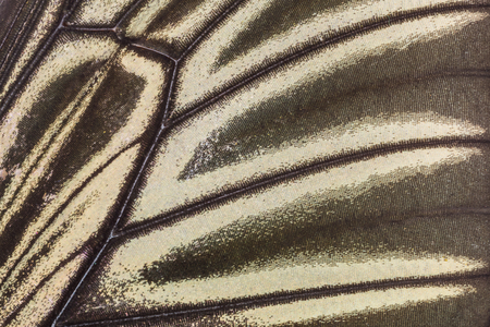 Close up of Butterfly wing pattern backgroundの写真素材