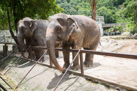 Thai elephants in the open zooの写真素材