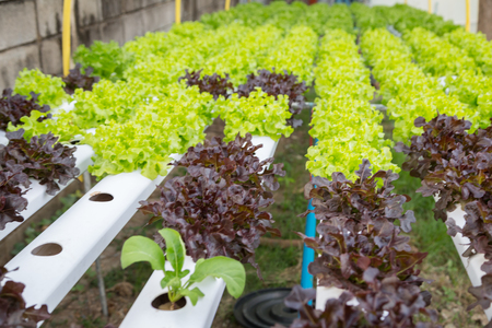 Organic hydroponic vegetable cultivation farmの写真素材