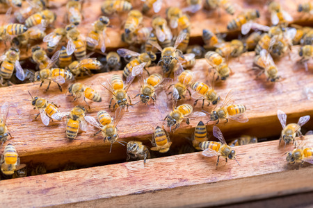 Alot of bees on honeycomb background