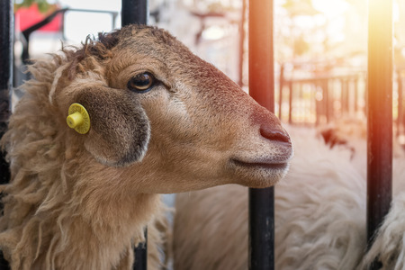 Close up of sheep face backgroundのeditorial素材