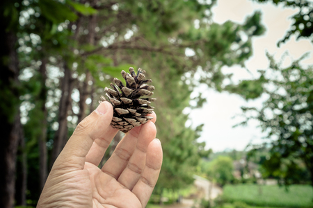 Pine cones in hand with pine tree backgroundの写真素材