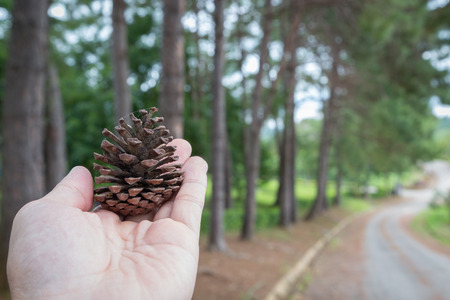 Pine cones in hand with pine tree backgroundの写真素材