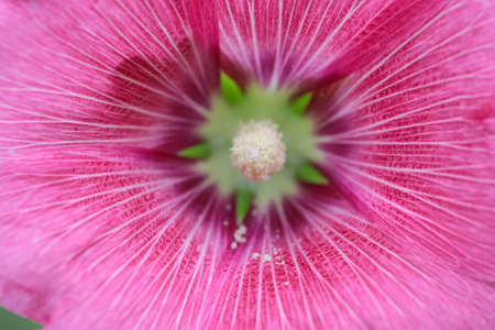 closeup of pink flower beautiful for love weddings backgroundの写真素材