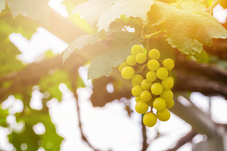 Fresh green grapes on the tree for made wineの写真素材