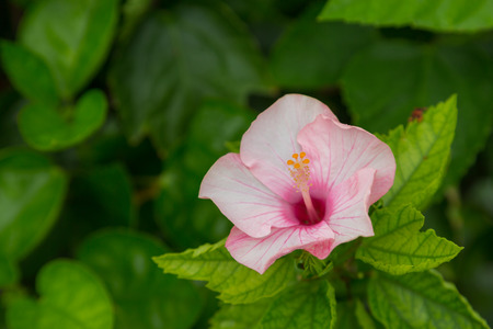 Colour flower with green nature backgroundの写真素材