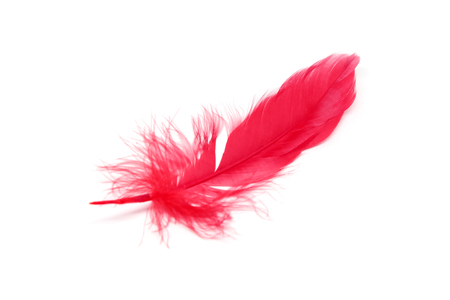 Red feathers isolated on white backgroundの写真素材