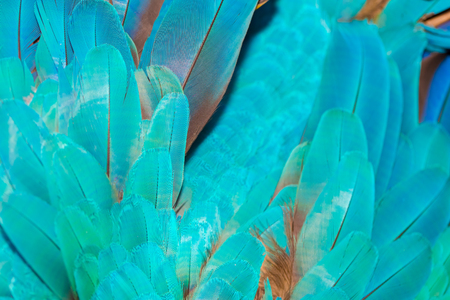 Close up of colorful parrot feather backgroundの写真素材