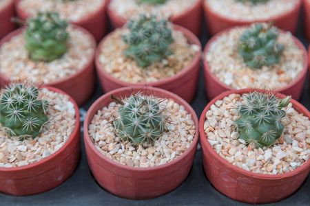 Row of mini variety type cactus plant in the pot backgroundの写真素材