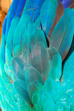 Close up of colorful parrot feather backgroundの写真素材