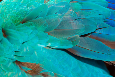 Close up of colorful parrot feather backgroundの写真素材