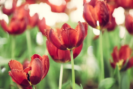 Tulip flowers selective focus with green use for nature backgroundの写真素材