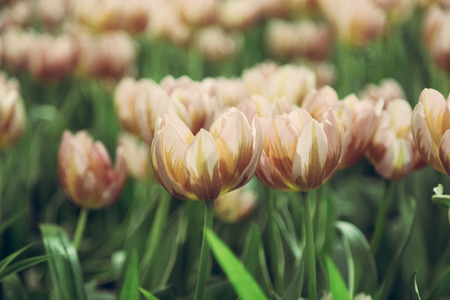 Tulip flowers selective focus with green use for nature background