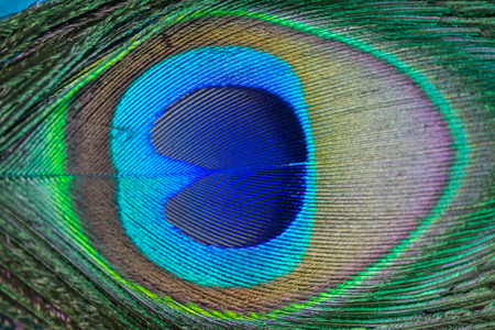 Close up Peacock feathers backgroundの写真素材