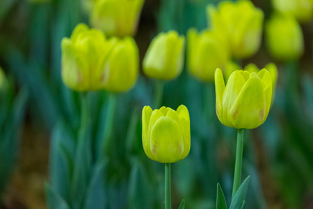 Tulip flowers selective focus with nature backgroundの写真素材
