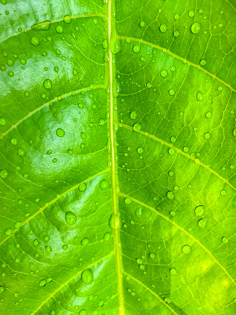 Green leaf with water drops nature backgroundの写真素材