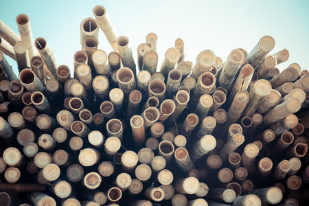 Beautiful nature cutting bamboo sticks texture use for pattern backgroundの写真素材