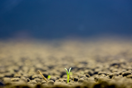 Green leaf young plant with nature backgroundの写真素材