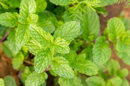 Fresh peppermint trees in organig garden use for herb in Thai food product nature backgroundの写真素材
