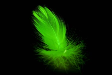 Close up of soft Purple feather isolated on white backgroundの写真素材