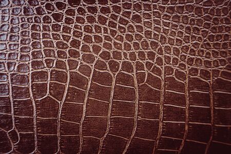 Crocodile leather pattern used for backgroundの写真素材