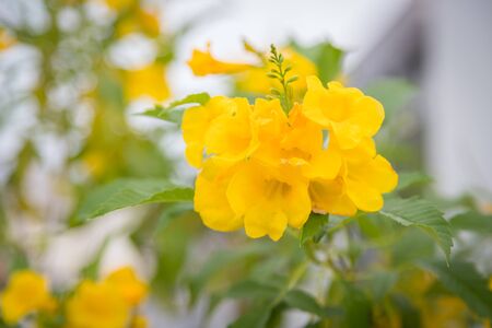 Blossoms of Yellow Trumpetbush Tecoma stans with blured natural background