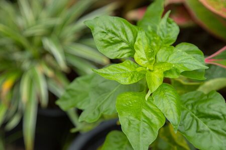 green leaves of organic chili peppers in garden background