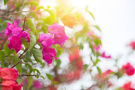 blooming bougainvillea flowers natural backgroundの写真素材
