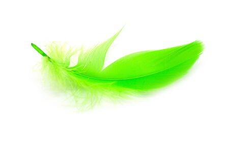 Beautiful green feather on white backgroundの写真素材