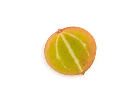 Watermelon Dischidia isolated on  white background