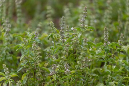 Organic Basil tree garden herb with nature backgroundの写真素材