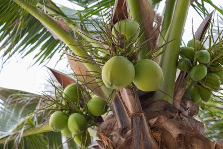 coconut on tree with bokeh nature background