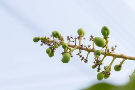 Small green mangoes on a branch of a mango tree backgroundの写真素材