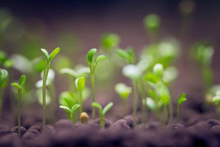 Seedlings of aquatic plants in an aquarium