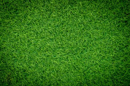 Green artificial grass naturalの写真素材