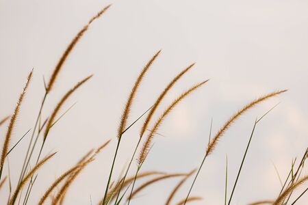 fountain flower blooming grass natural background