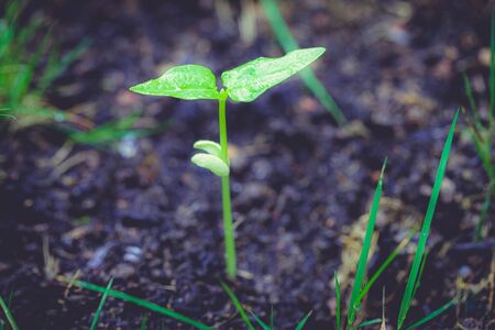 A Small bean plant growing with bokeh backgroundの写真素材