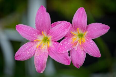 Pink zephyranthes grandiflora flower has water drops along the petals with black backgroundの写真素材