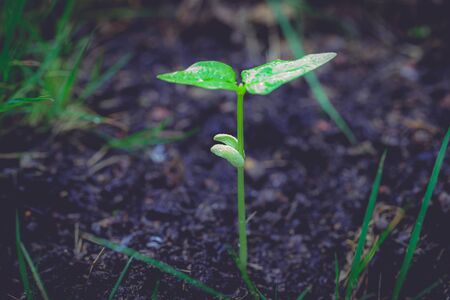 A Small bean plant growing with bokeh backgroundの写真素材