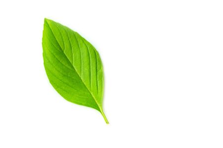 Fresh basil leaf isolated on white backgroundの写真素材