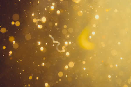 Dark Abstract Gold bokeh sparkle on black backgroundの写真素材