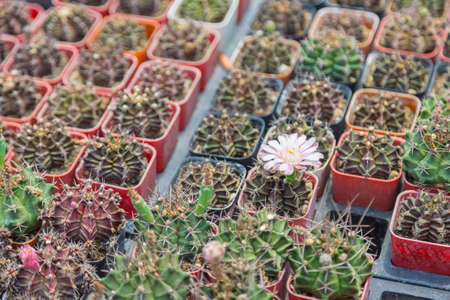 Beautiful Gymnocalycium cactus on pot in the garden nature backgroundの写真素材