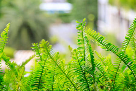 ferns leaves green foliage naturalの写真素材