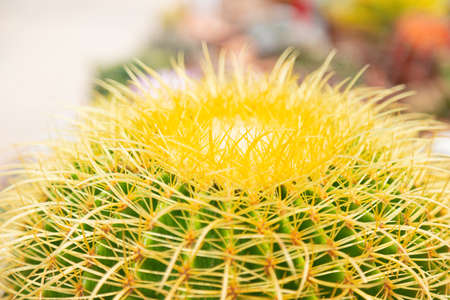 Closeup image of Echinocactus Grusonii or Golden ball cactus in the gardenの写真素材