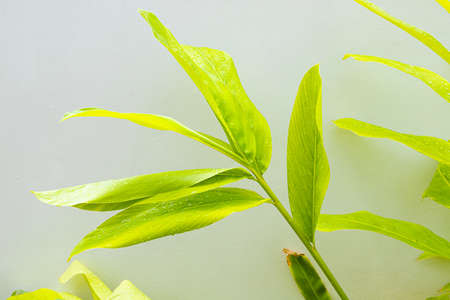 Fresh Galangal tree isolated on wall backgroundの写真素材