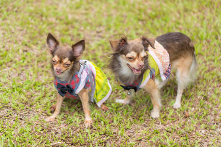Long haired chihuahua dog playing with a blurred green lawn